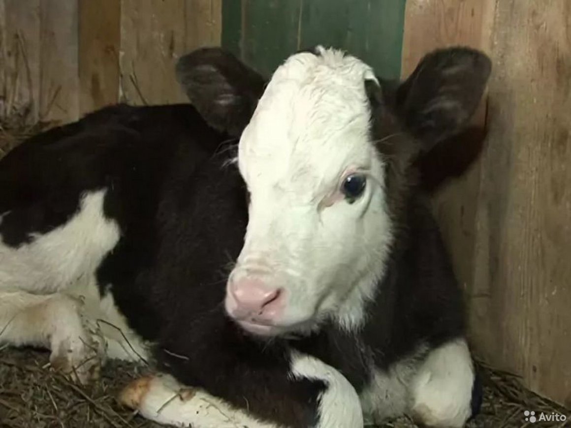 Теленок черно белый
