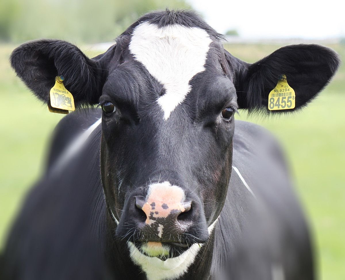 Порода коровы Голштинская Ярославская