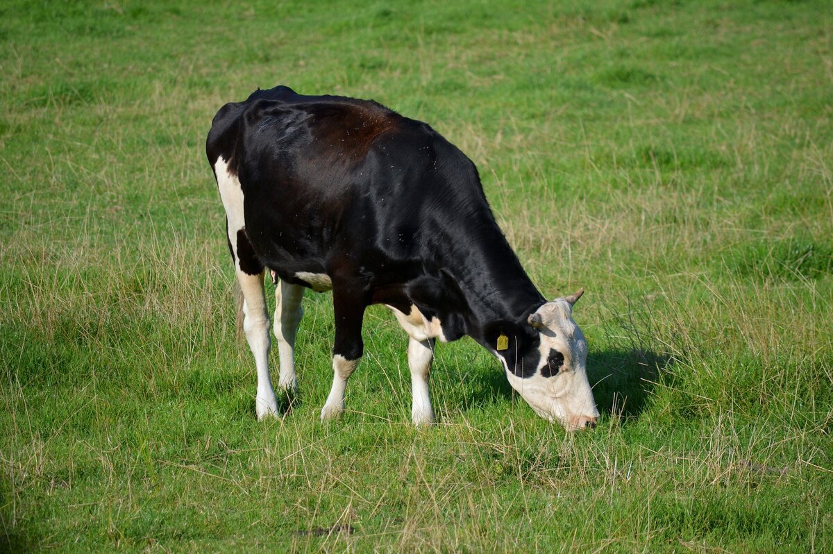 Удойность коров