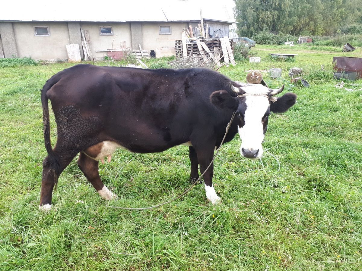 Ярославская порода крупного рогатого скота