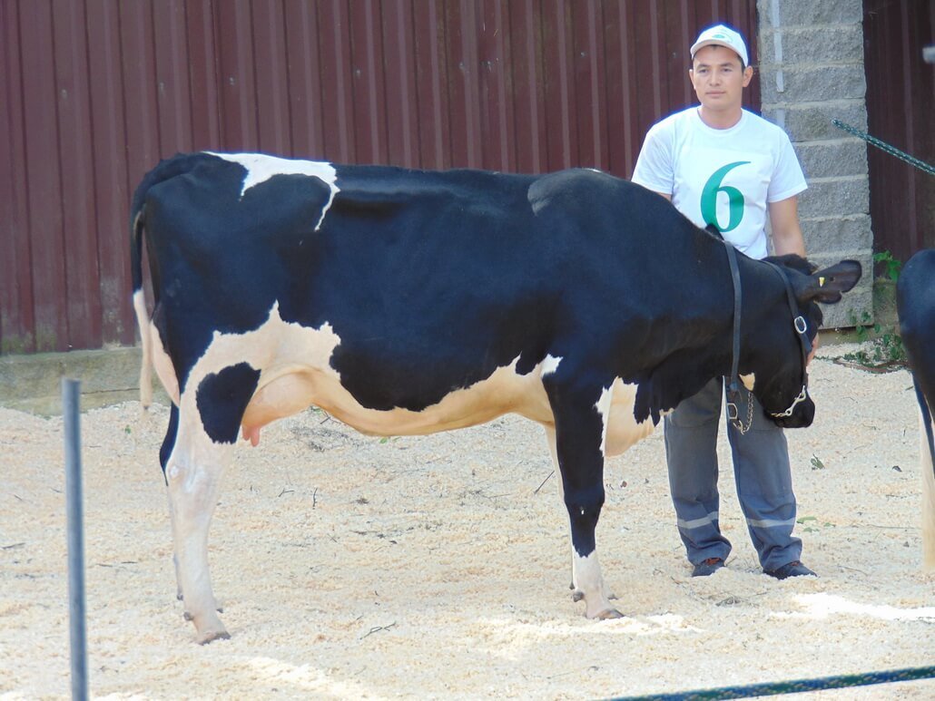 Порода коровы Голштинская Ярославская