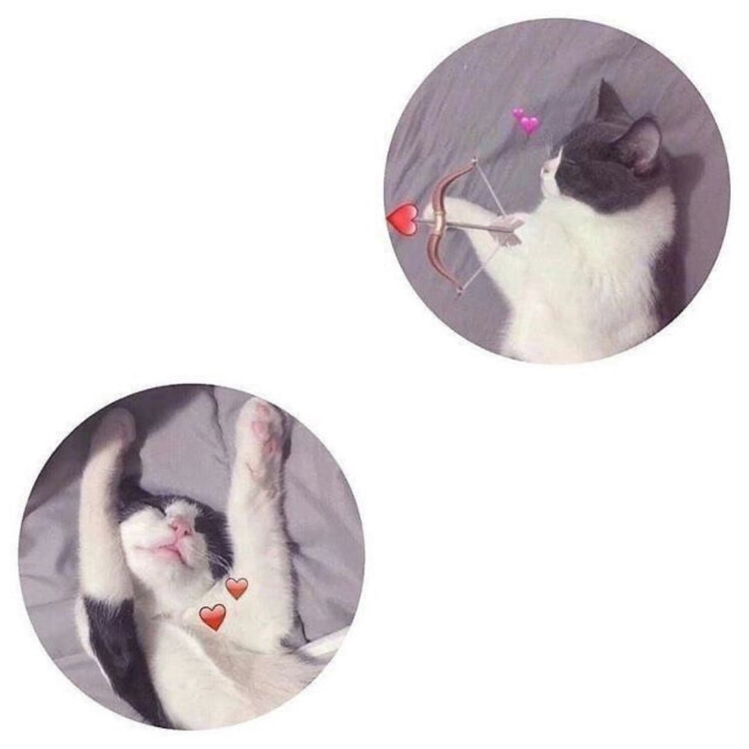 Адопты коты Воители арт