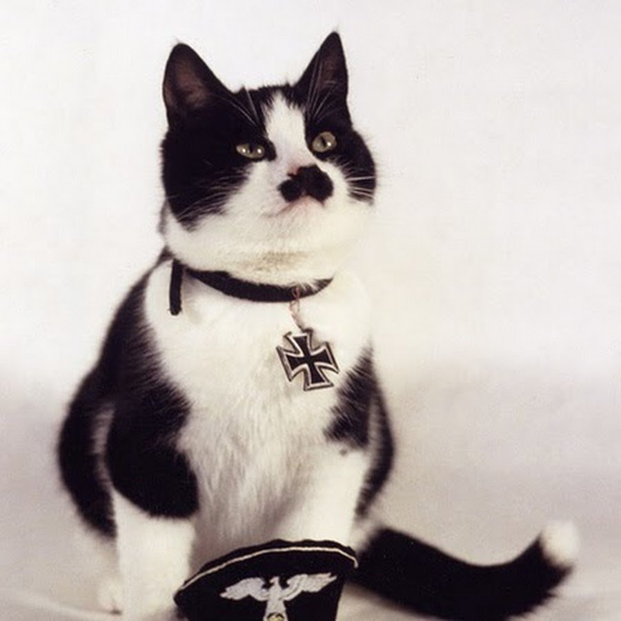 Кот Гитлер фото
