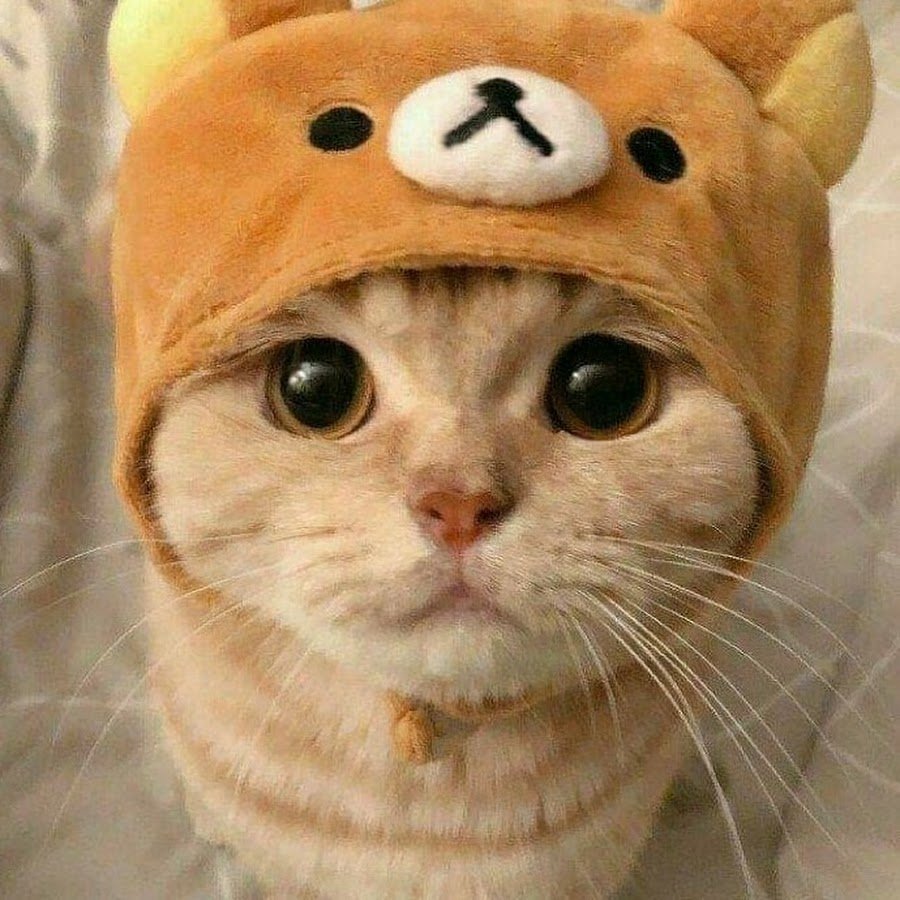 Милые котики с сердечками