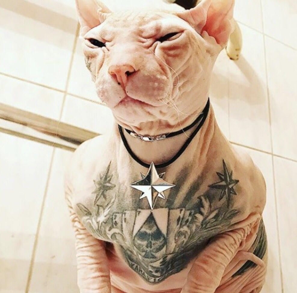 Стилизованный кот