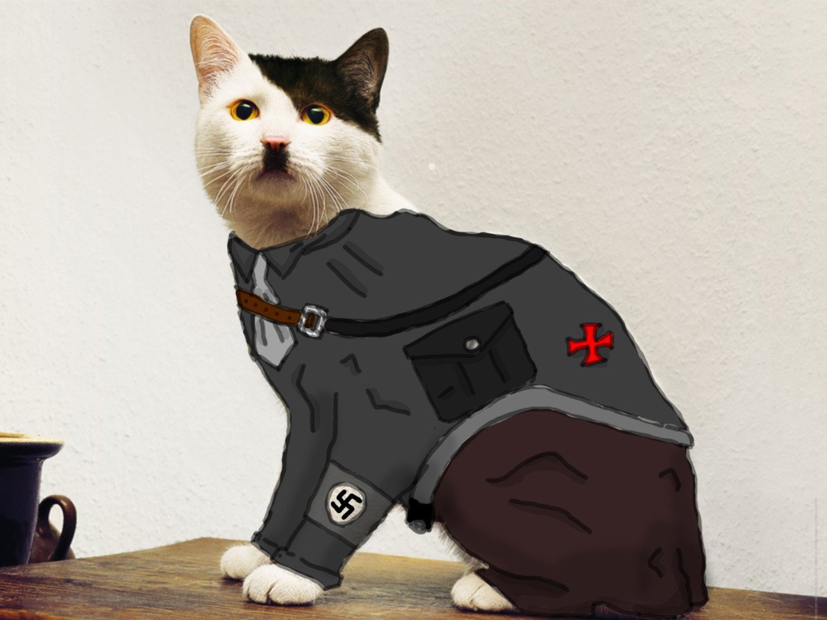 Кот в шапке