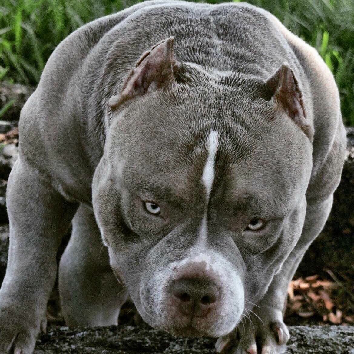 Американский стаффордширский булли