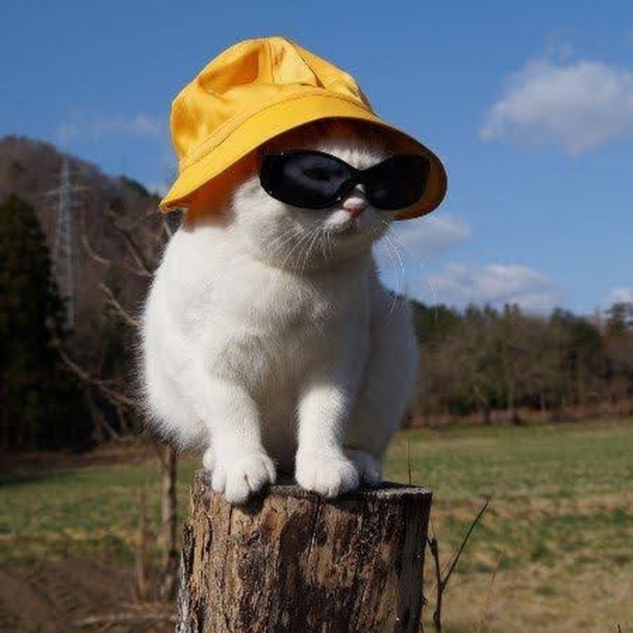 Котик в наушниках