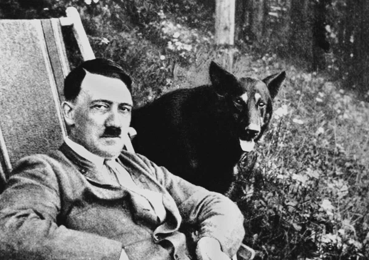 Кот во фраке