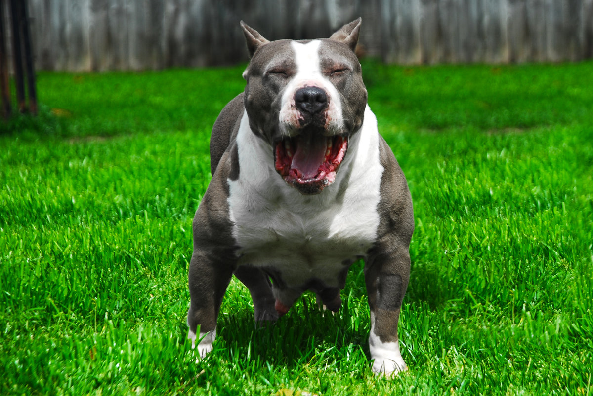 Американскийпетбуль Триеер