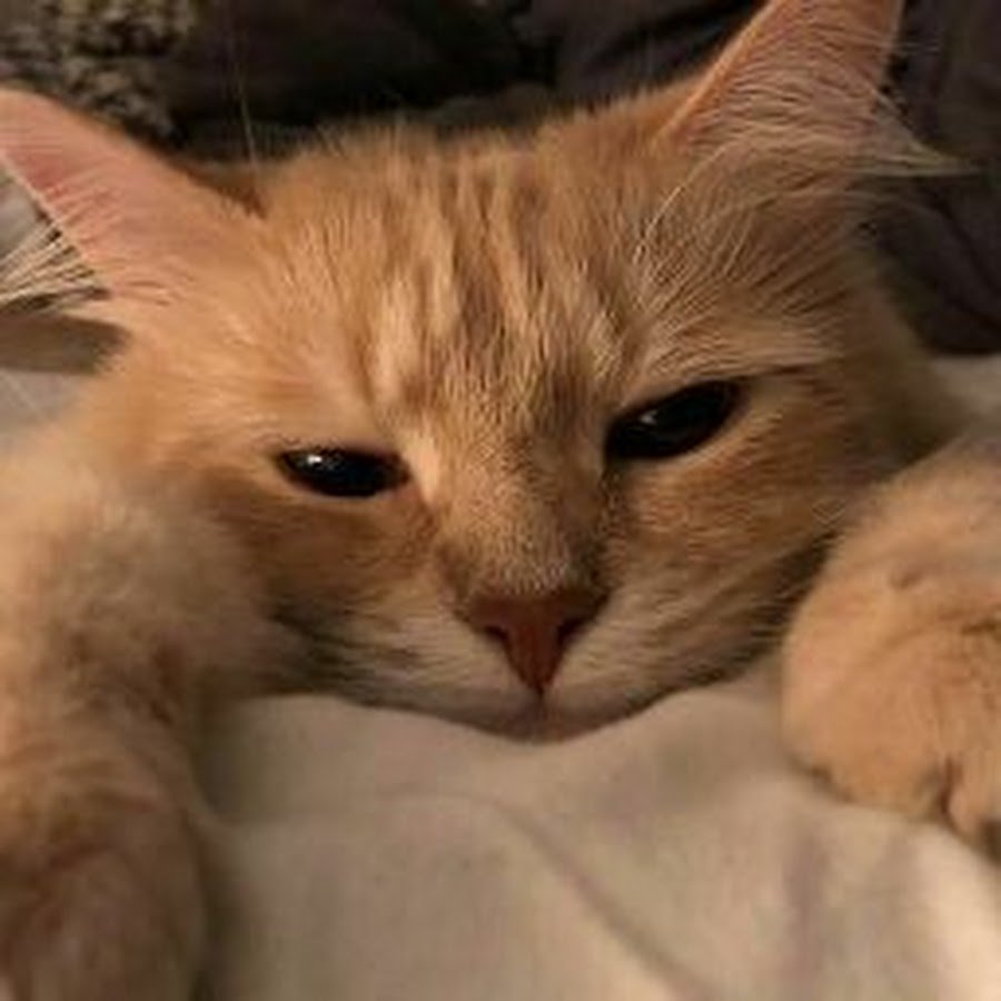 Стильные коты