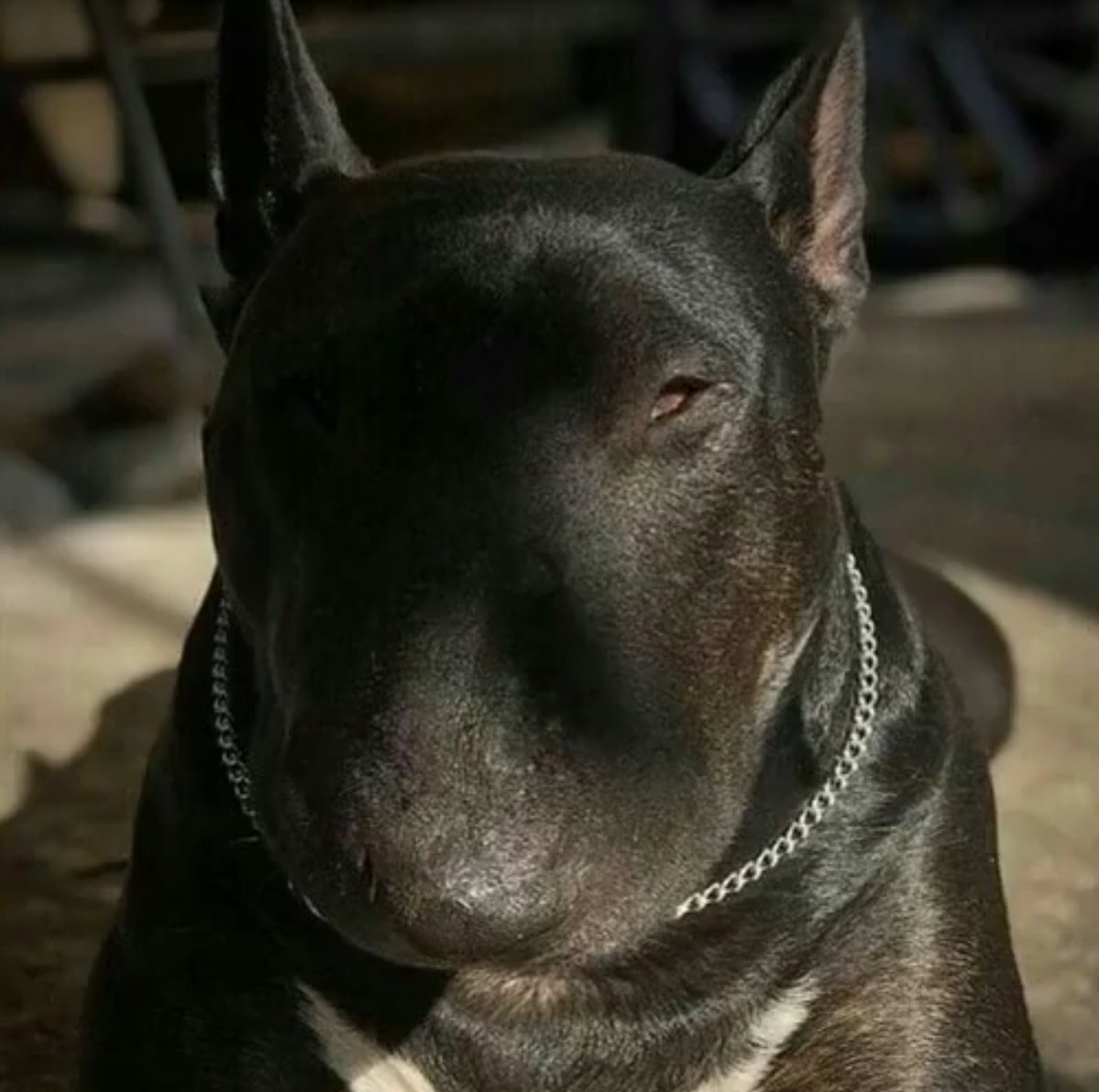 Бультерьер Бойцовский чёрный