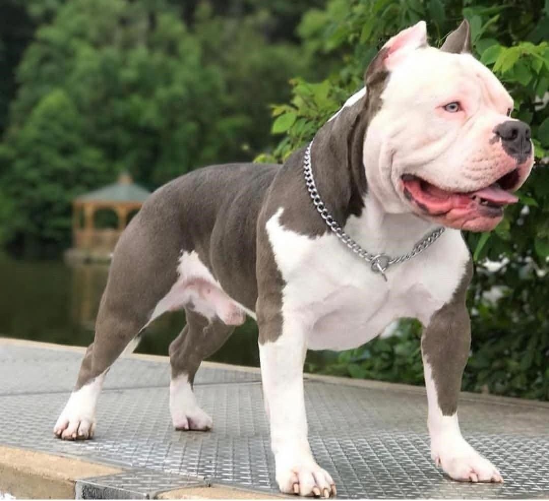 Американский стаффордширский булли