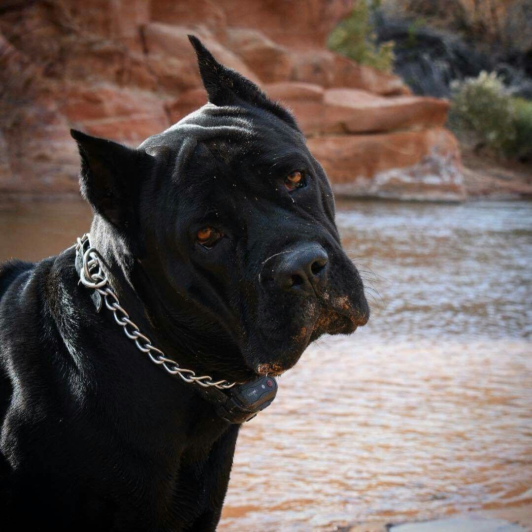 Бойцовская собака Кане Корсо