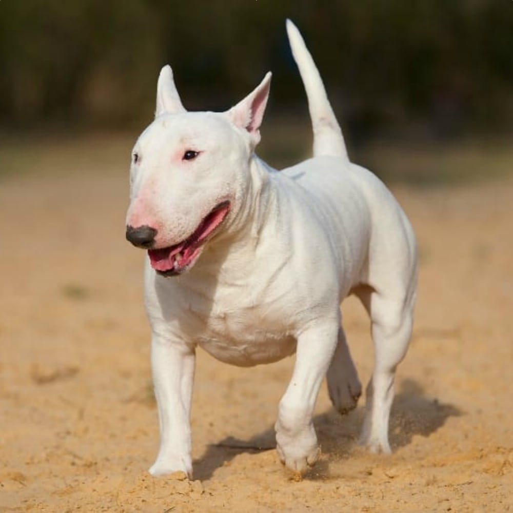 Питбуль и бультерьер