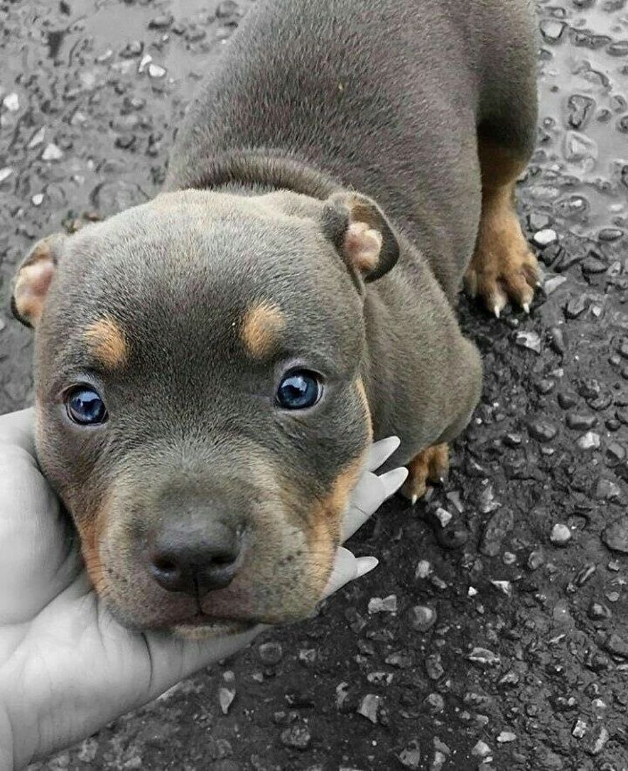Собака питбуль кутенок