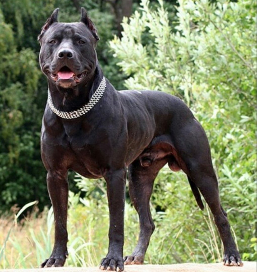 Американский стаффордширский булли
