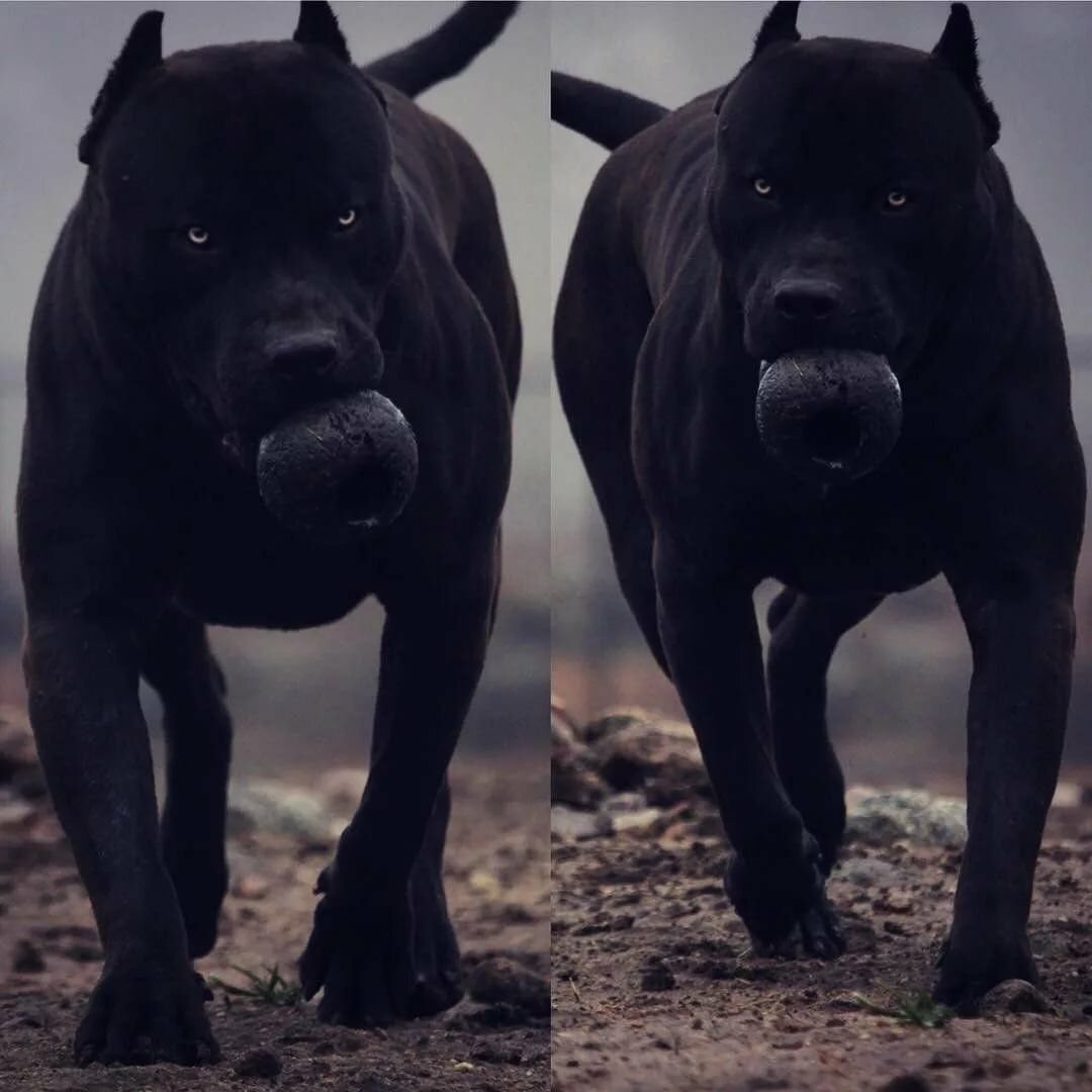 Американский стаффордширский питбультерьер черный