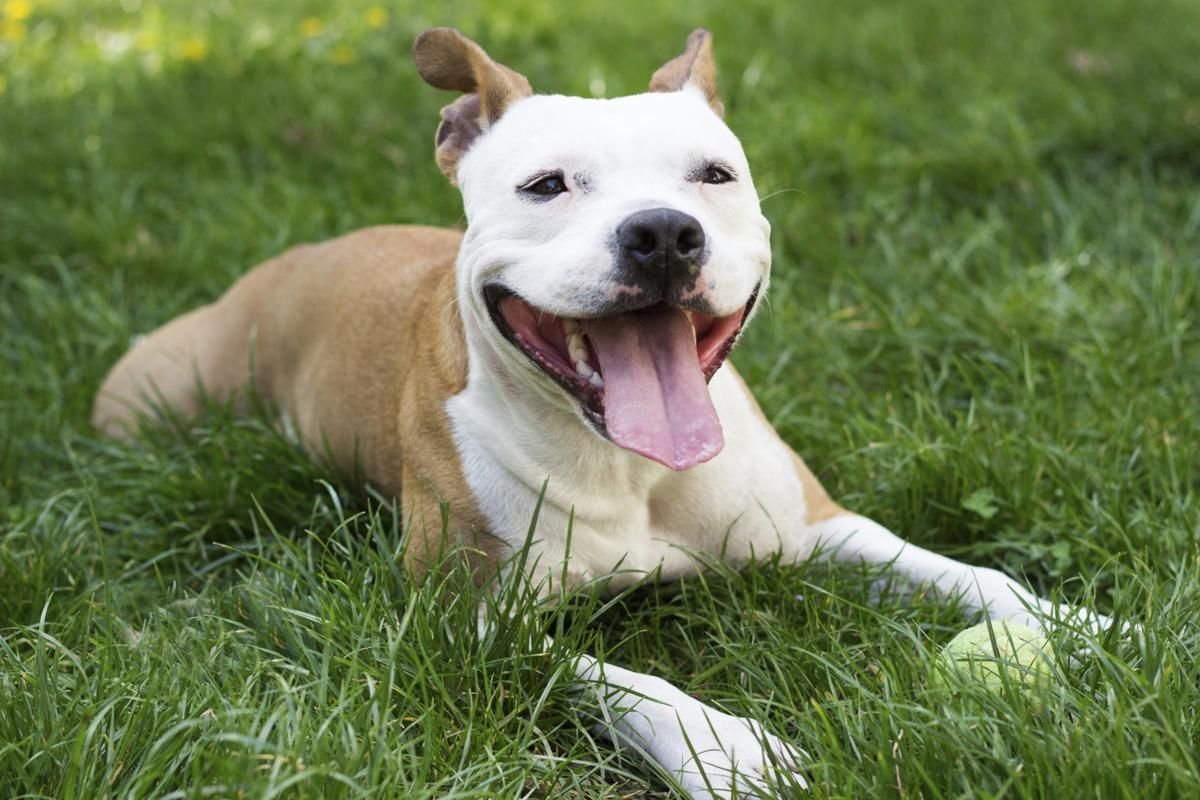Аргентинский стаффордширский терьер