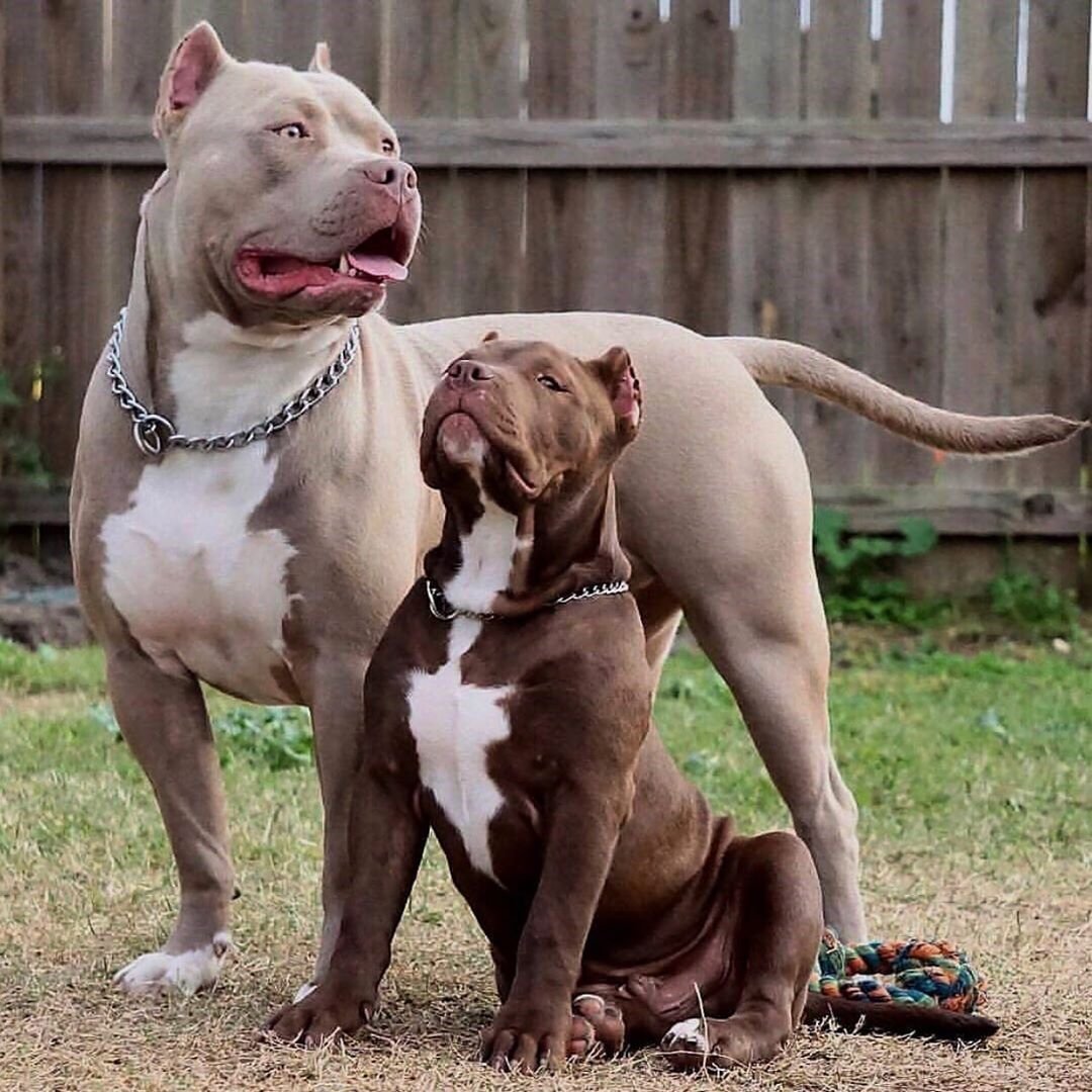 Американский питбультерьер