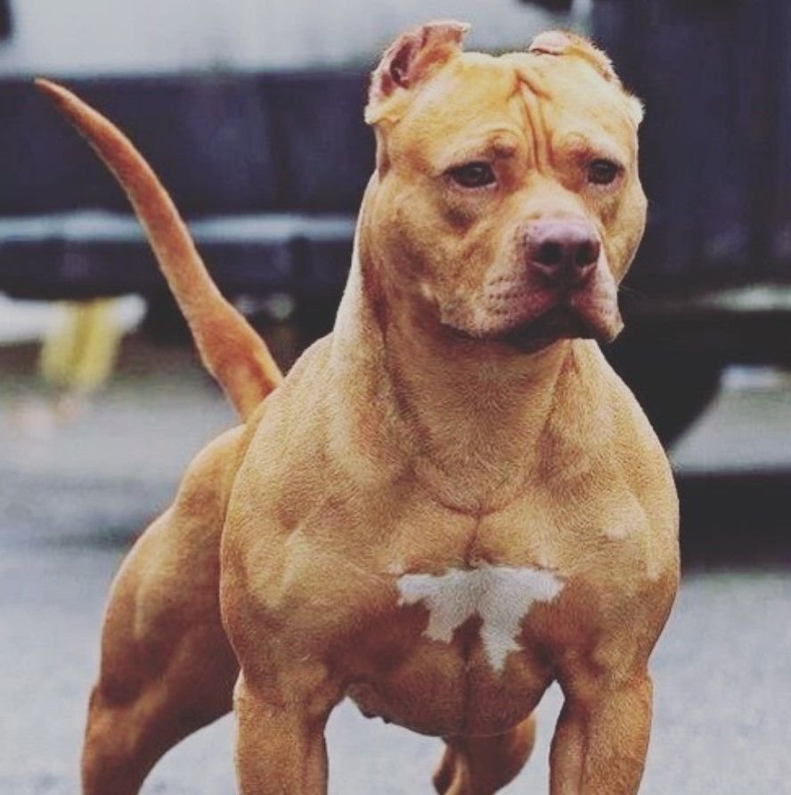 Аргентинский стаффордширский терьер