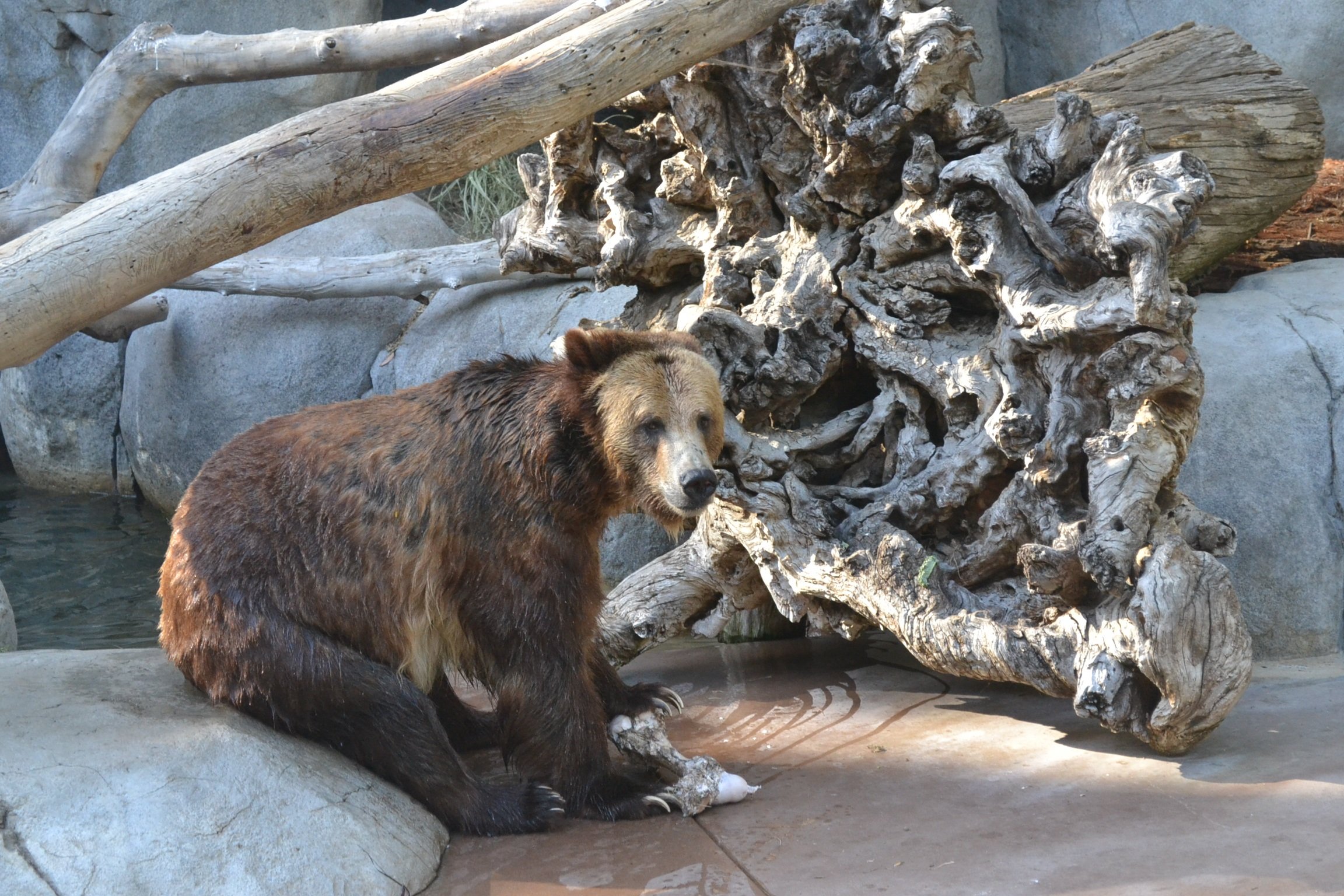 Бурый медведь московского зоопарка. Медведь Гризли в Московском зоопарке. Бурый медведь роев ручей. Медведь Гризли в зоопарке. Медвежонок в зоопарке.