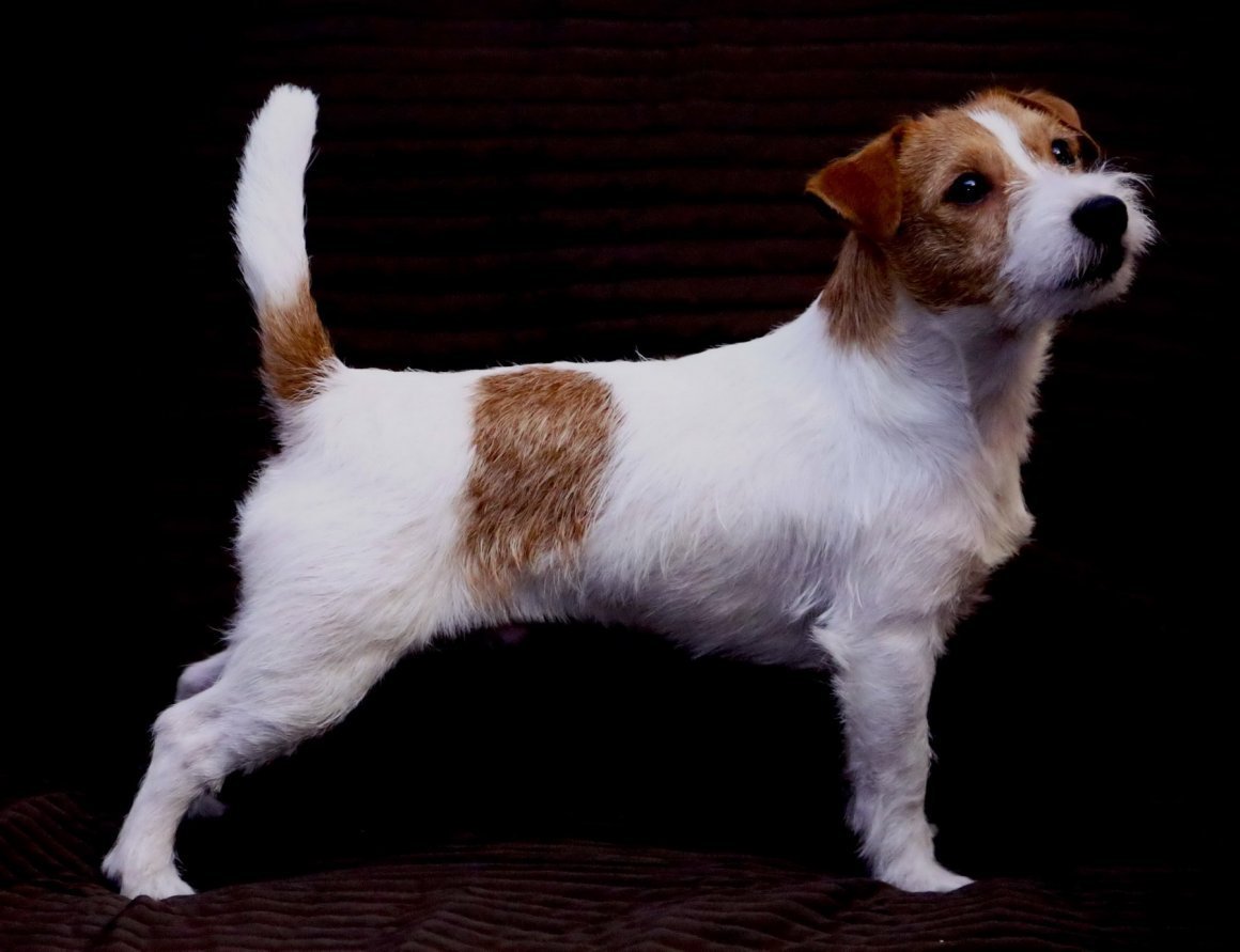Джек-Рассел-терьер длинношерстный