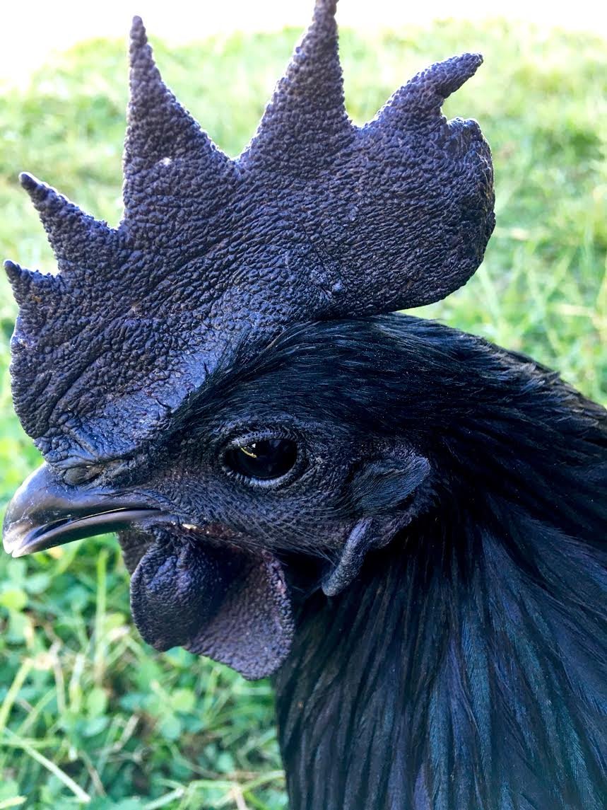 Аям Цемани куры