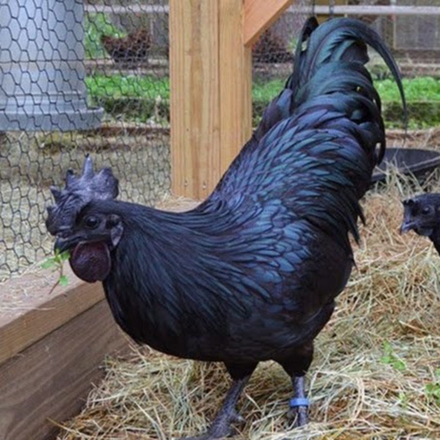 Черный петух Ухейилюй