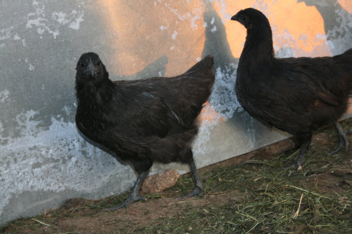 Куры Хей Люй