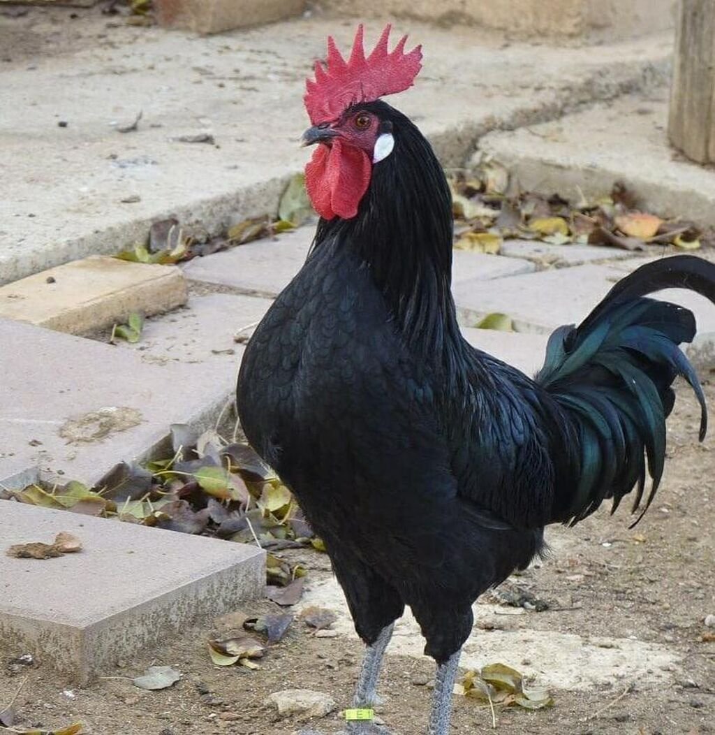 Минорка порода кур