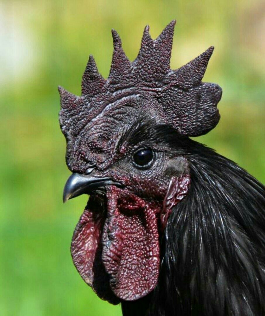 Порода кур уехейилюи