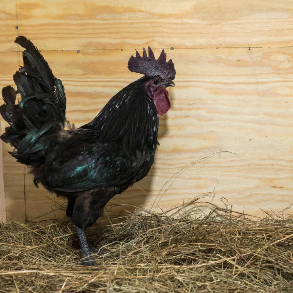 Ухейилюй куры