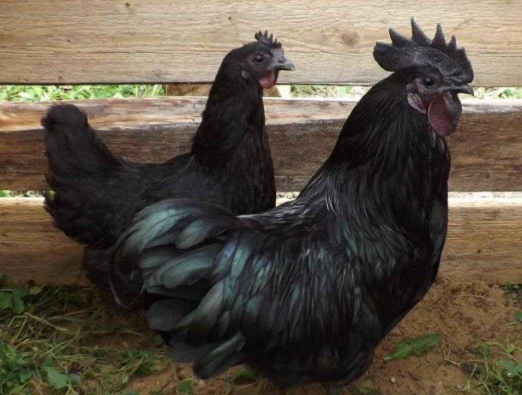 Ухейилюй + Маран