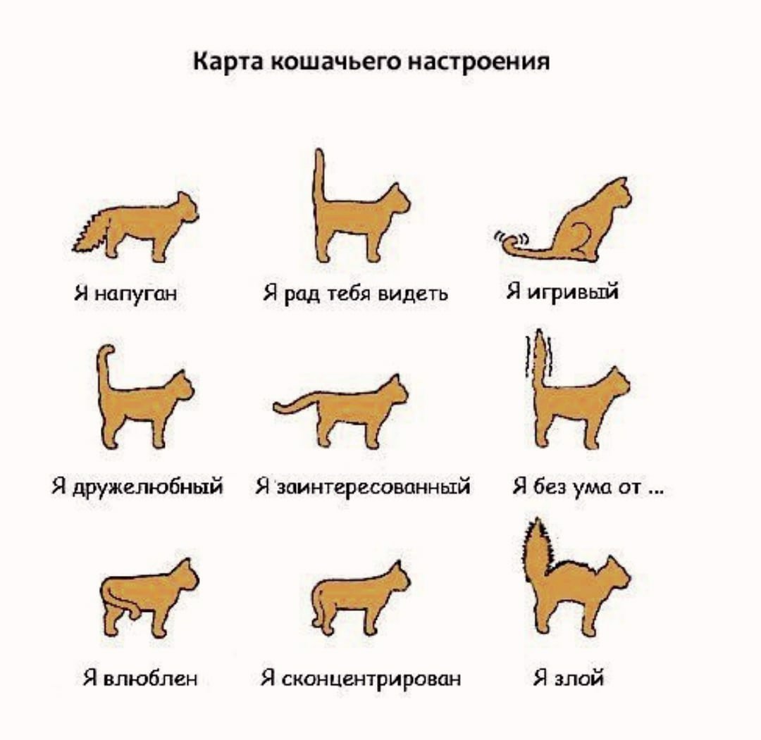 Как переводится кошки. Как изучить кошачий язык. Поведение кошек. Настроение кошки. Как понять язык кошек.
