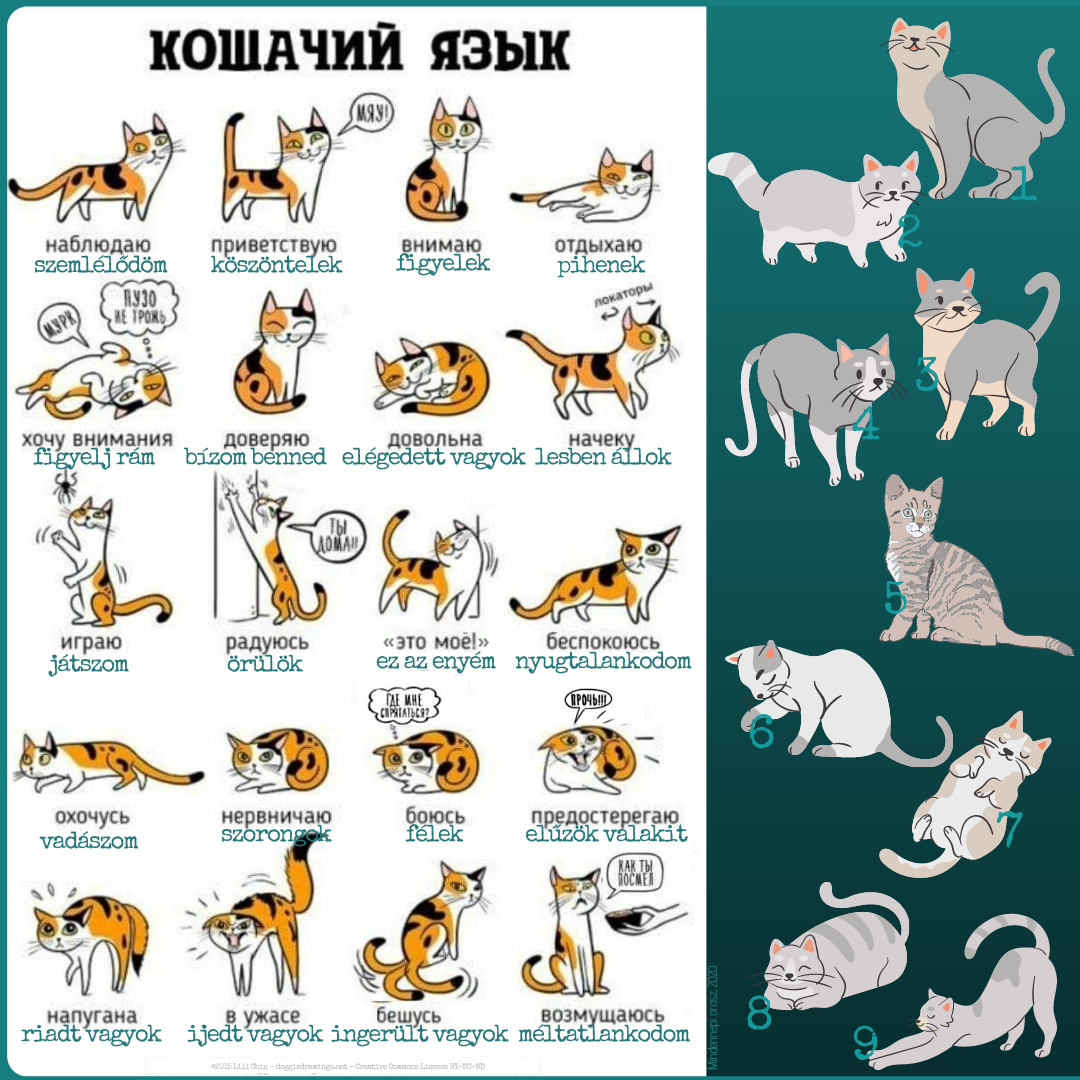 Как переводится кошек. Кошачий язык учить. Кошачий язык кошачий язык. Выучить язык кошек.