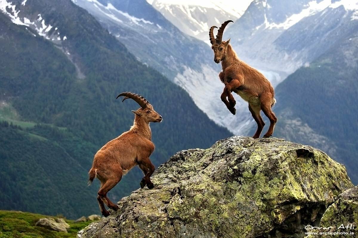 Безоаровый горный козел