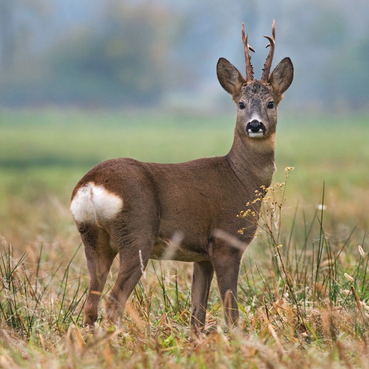 Европейская косуля