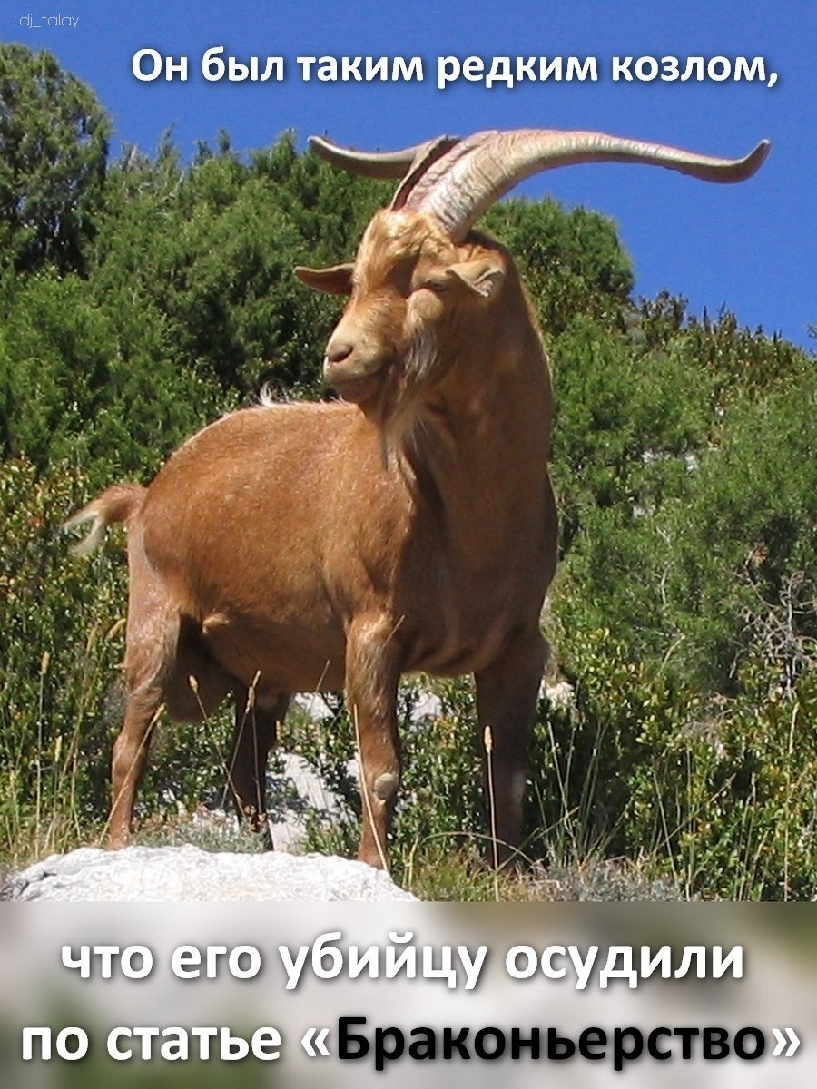 Кавказский безоаровый козел