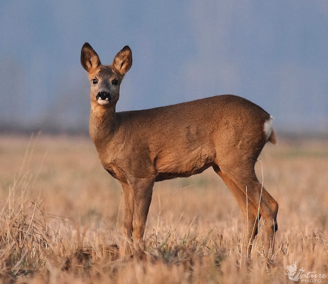 Сибирская косуля capreolus pygargus