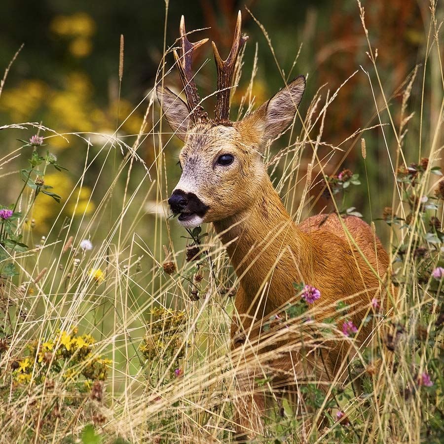 Косуля Крымская