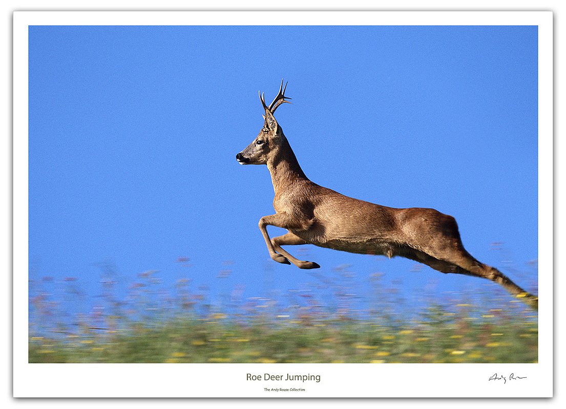 Олень скачет