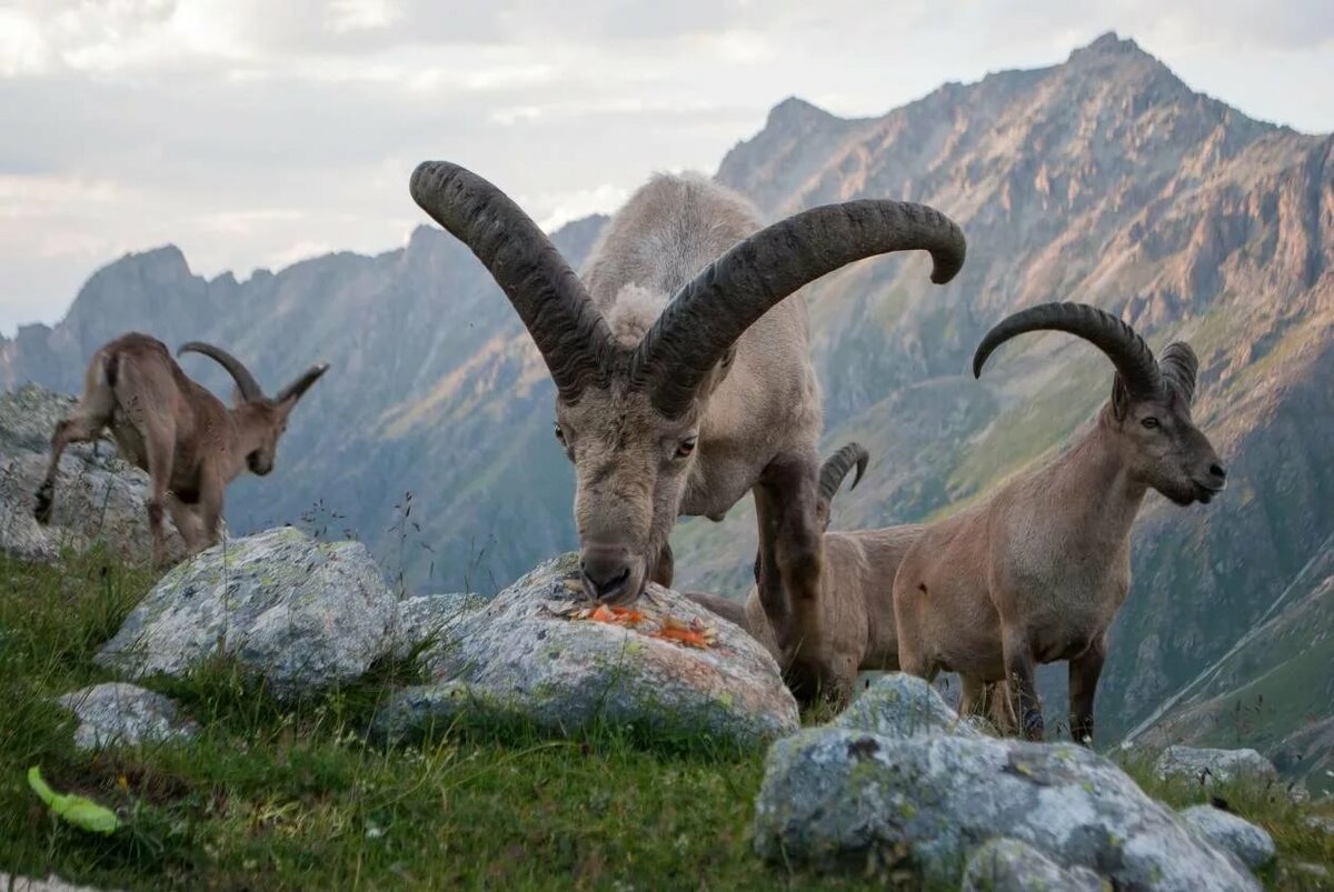 Архар горный Марко поло