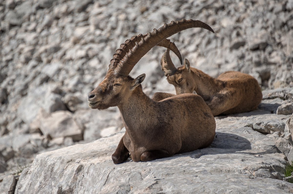 Горный козел Ибекс