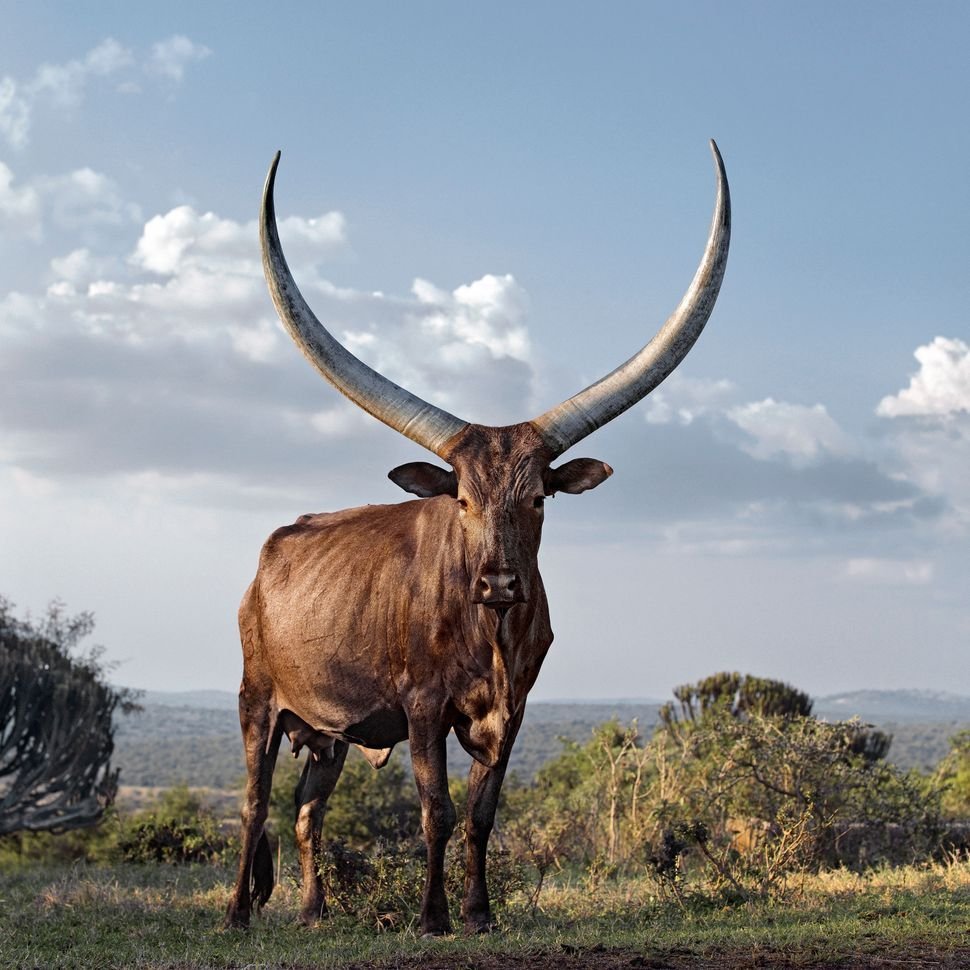 Буйвол ватусси