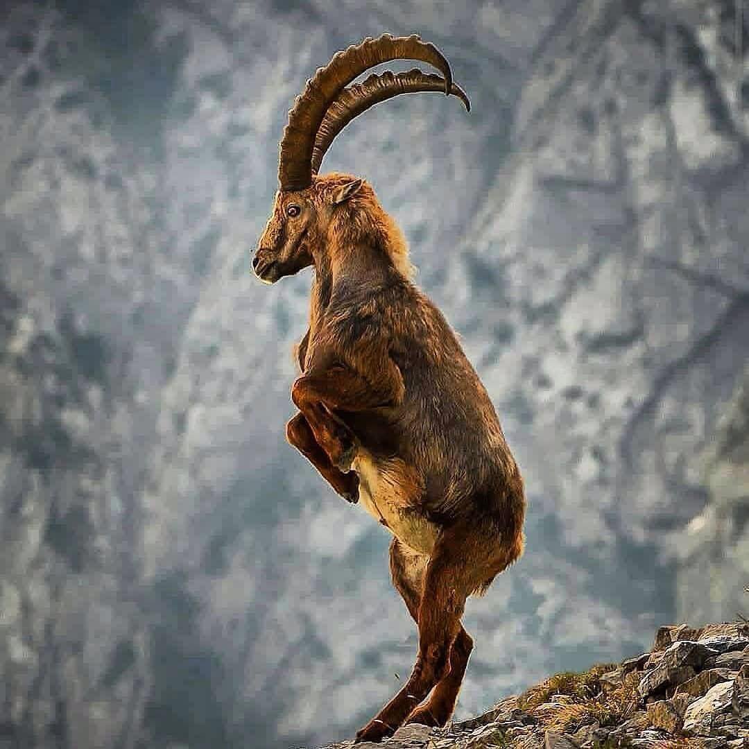 Горный козел Ибекс