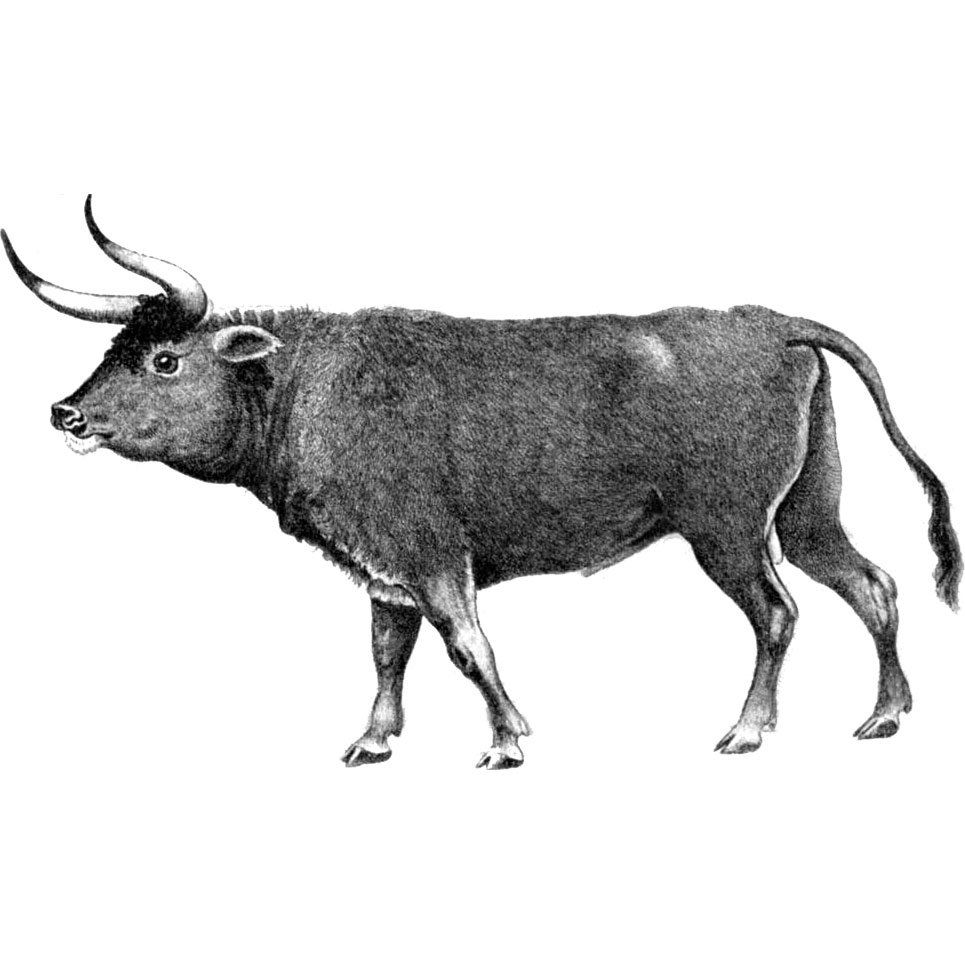 Европейский тур бык вымерший