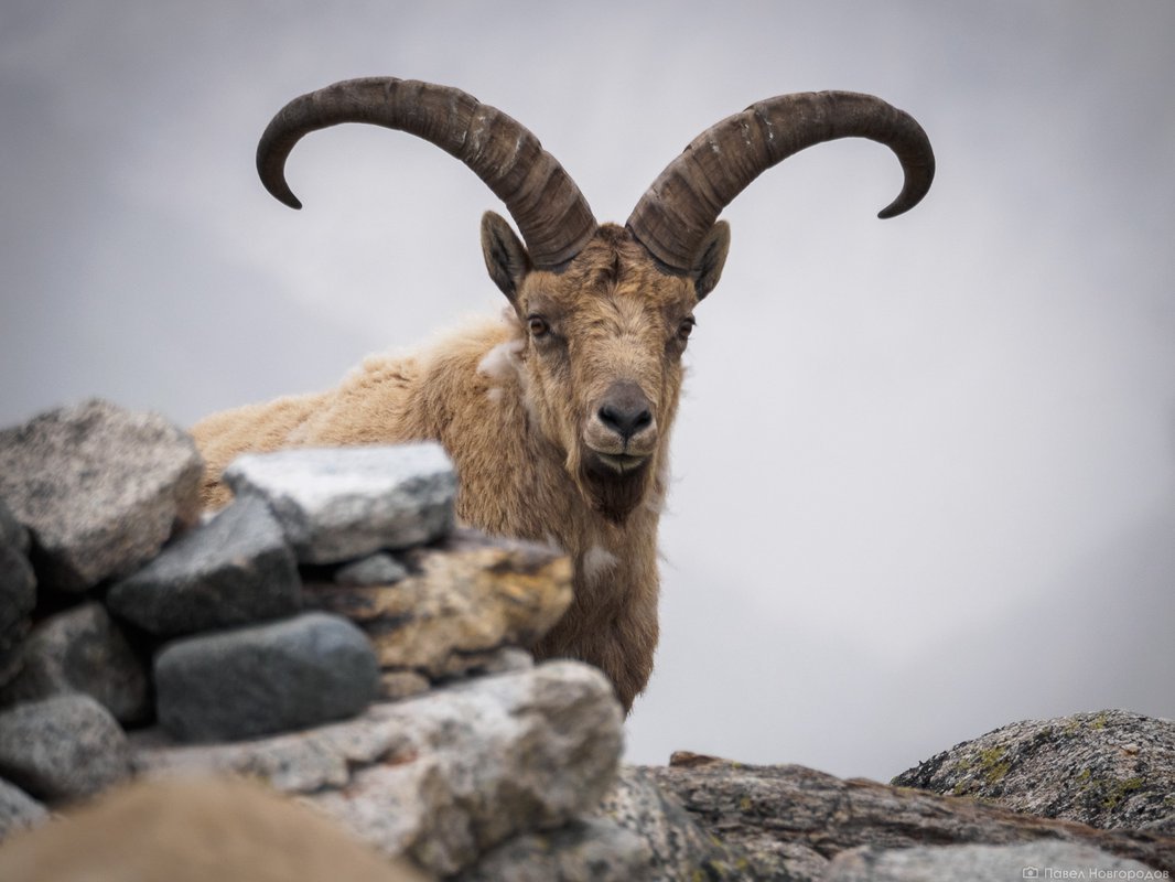 Кавказский тур (горный козел) КБР