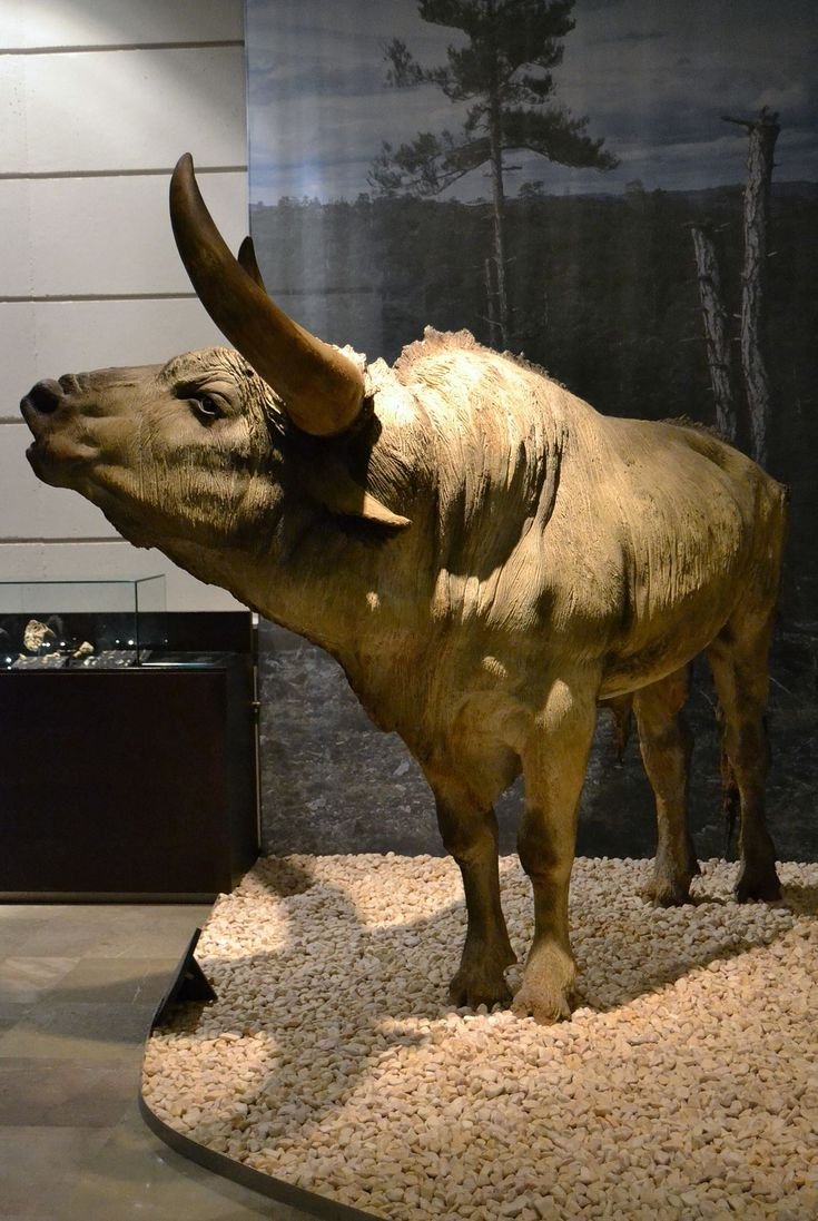 Тур первобытный дикий бык