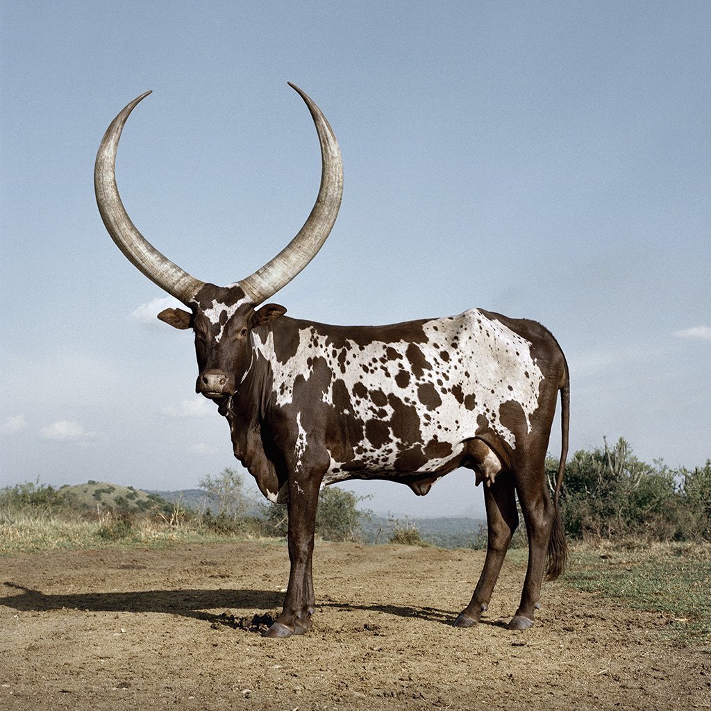 Буйвол ватусси